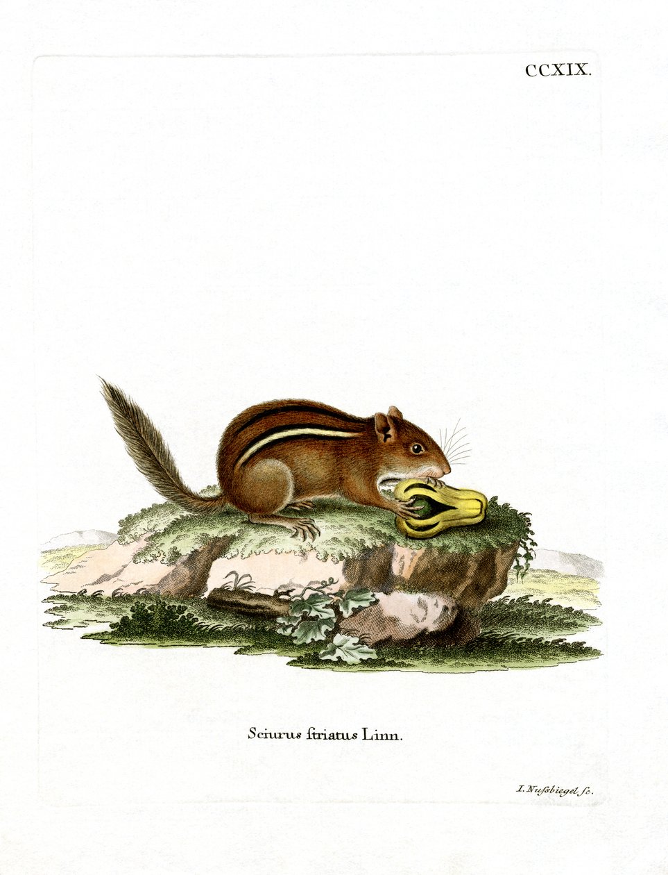 Oostelijke Amerikaanse chipmunk door German School