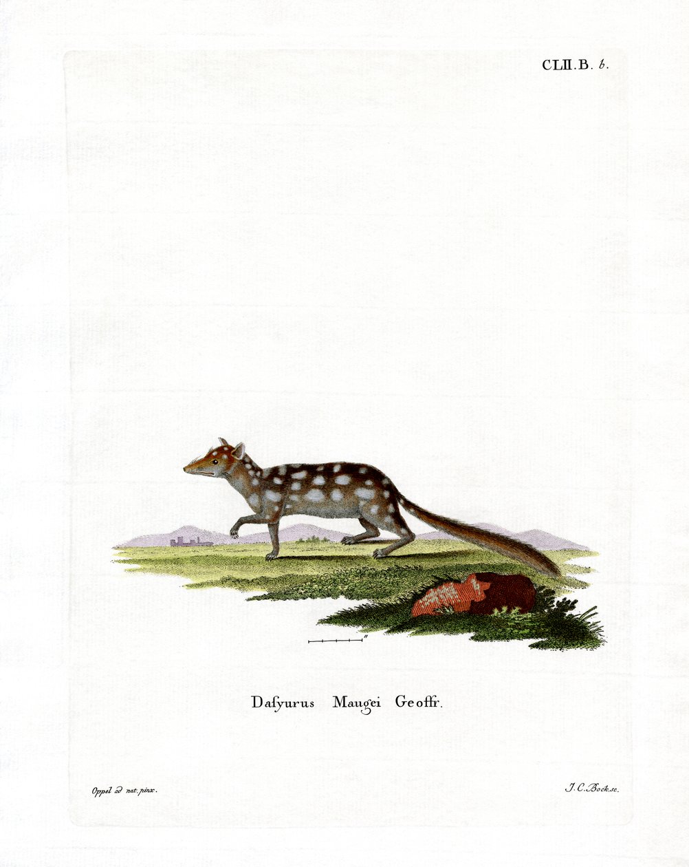 Oostelijke Quoll door German School