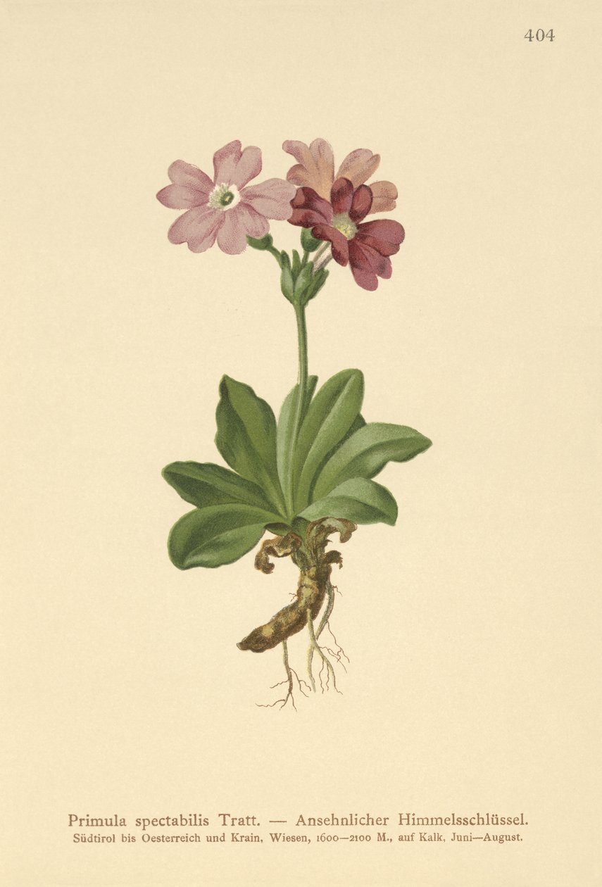 Europese Alpen Sleutelbloem (Primula spectabilis, Auriculastrum primula) door German School