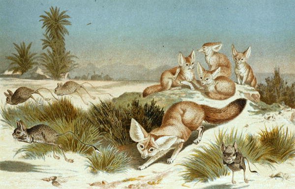 Fennek vos, plaat uit "Brehms Tierleben: Allgemeine Kunde des Tierreichs", vol.2, p.202, uitgegeven door Bibliographisches Institut door German School
