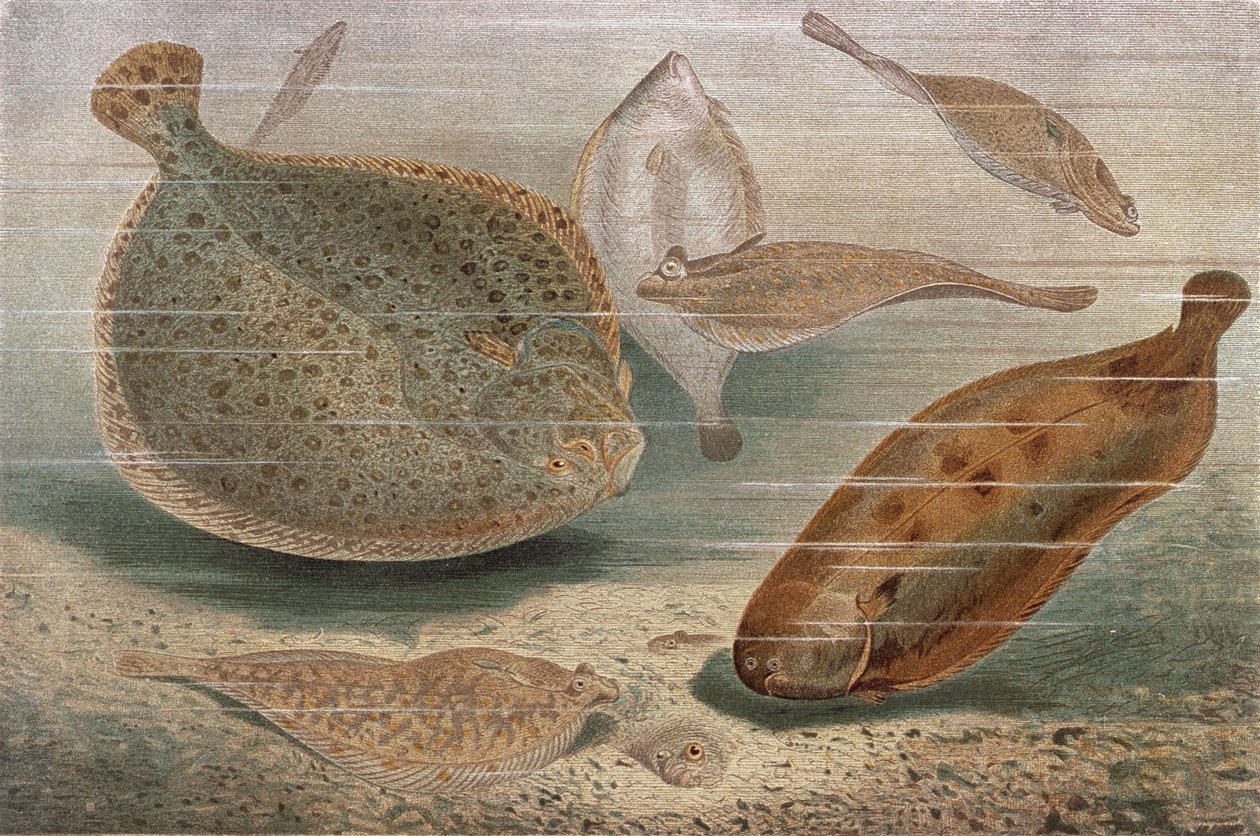 Platvis, plaat uit Brehms Tierleben: Allgemeine Kunde des Tierreichs, vol.8, p.224, uitgegeven door Bibliographisches Institut, 1892 door German School