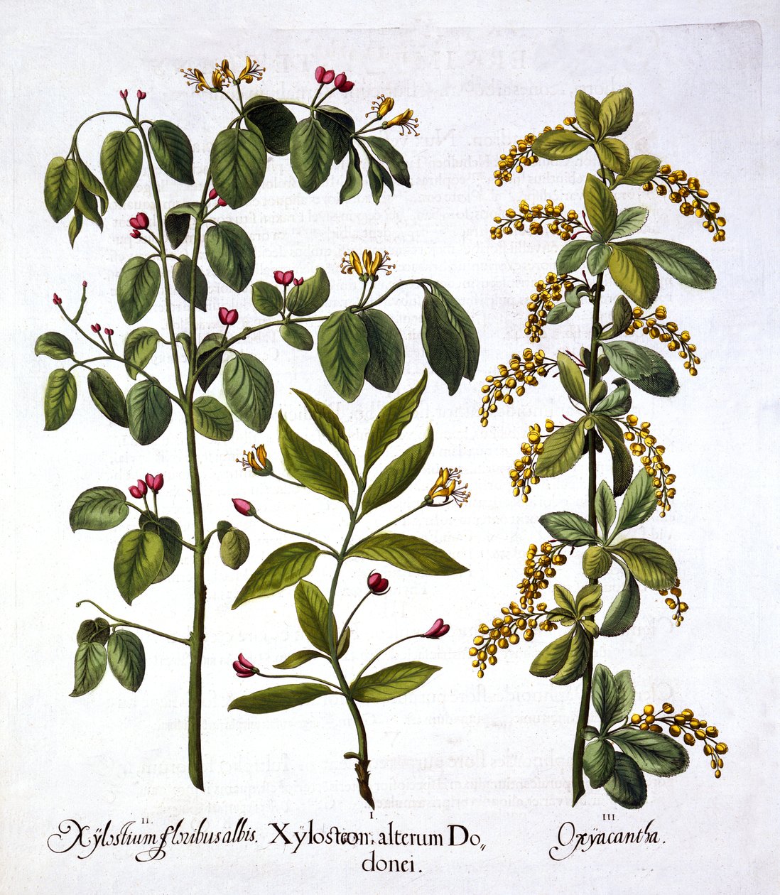 Vliegenstruik en Meidoorn, uit Hortus Eystettensis, door Basil Besler, 1613 door German School