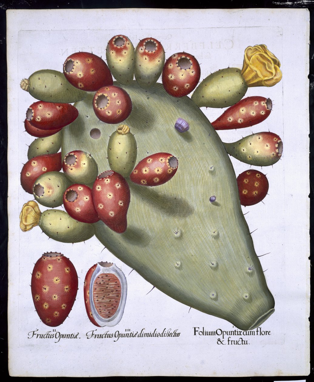 Folium Opuntia uit Hortus Eystettensis door German School