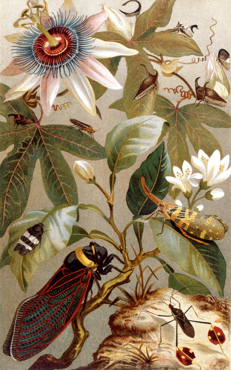 Buitenlandse cicaden, plaat uit Brehms Tierleben: Allgemeine Kunde des Tierreichs, vol.9, p.637, gepubliceerd door Bibliographisches Institut, 1892 door German School