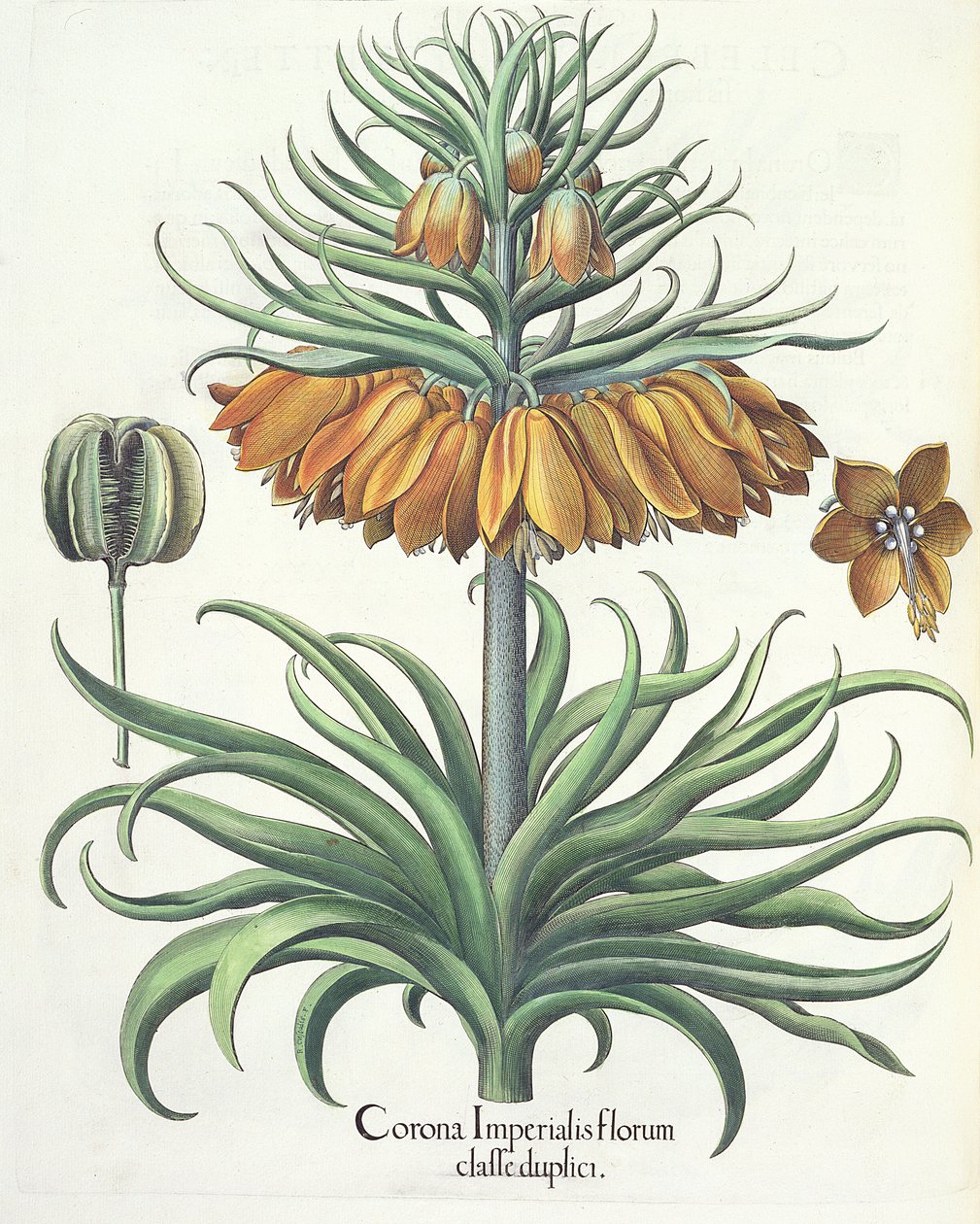 Kievitsbloem: Corona Imperialis florum classe duplici, uit de Hortus Eystettensis door Basil Besler (1561-1629), uitgegeven 1613 door German School