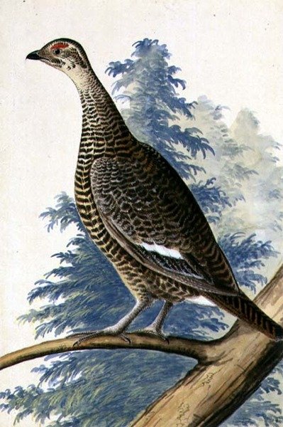 Wild Vogel, c.1740 door German School