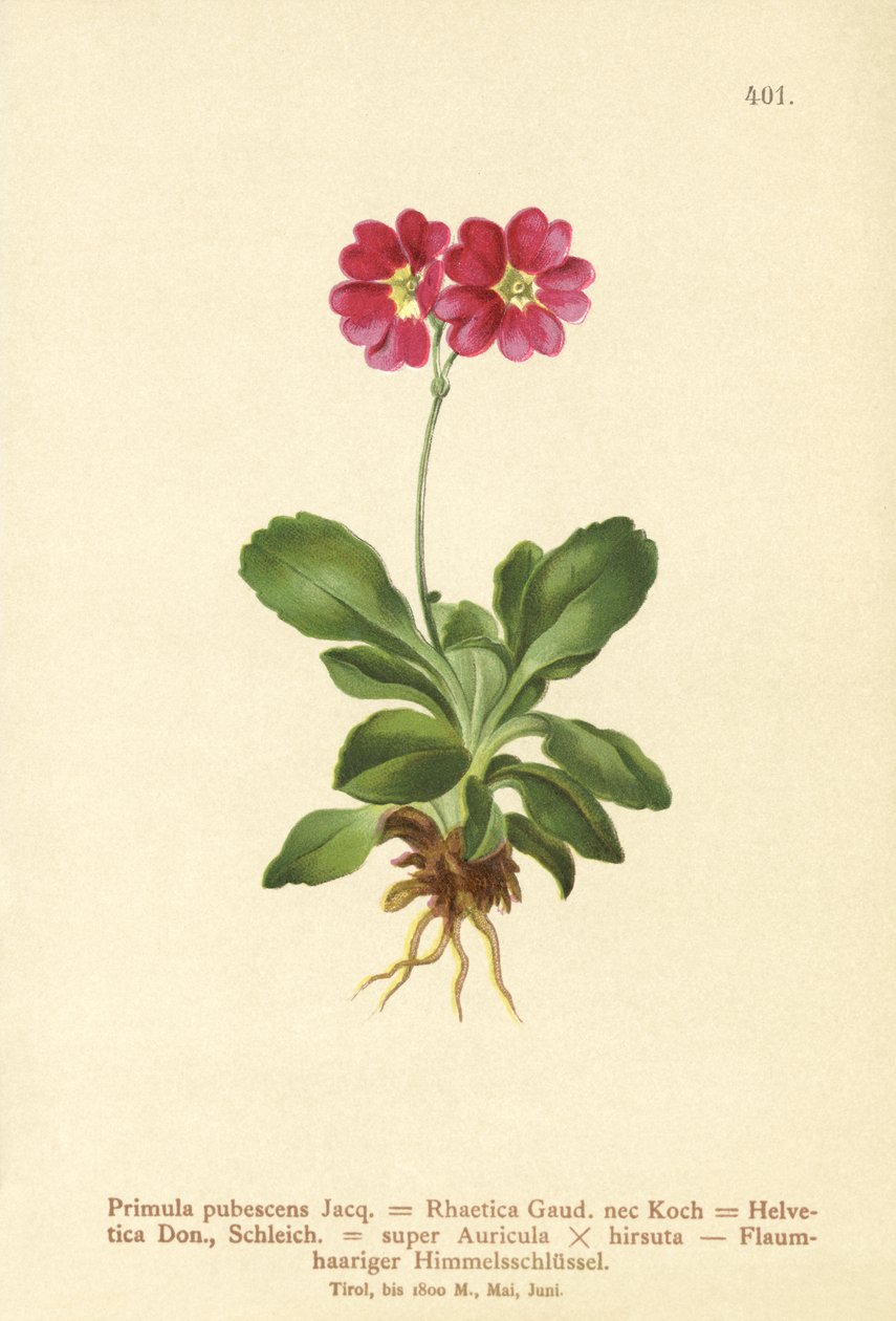 Tuin Aurikel (Primula pubescens, Primula Rhaetica, Primula Helvetica) door German School