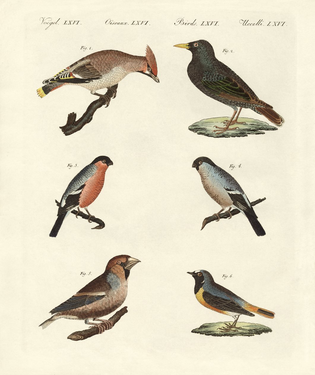 Duitse zangvogels door German School