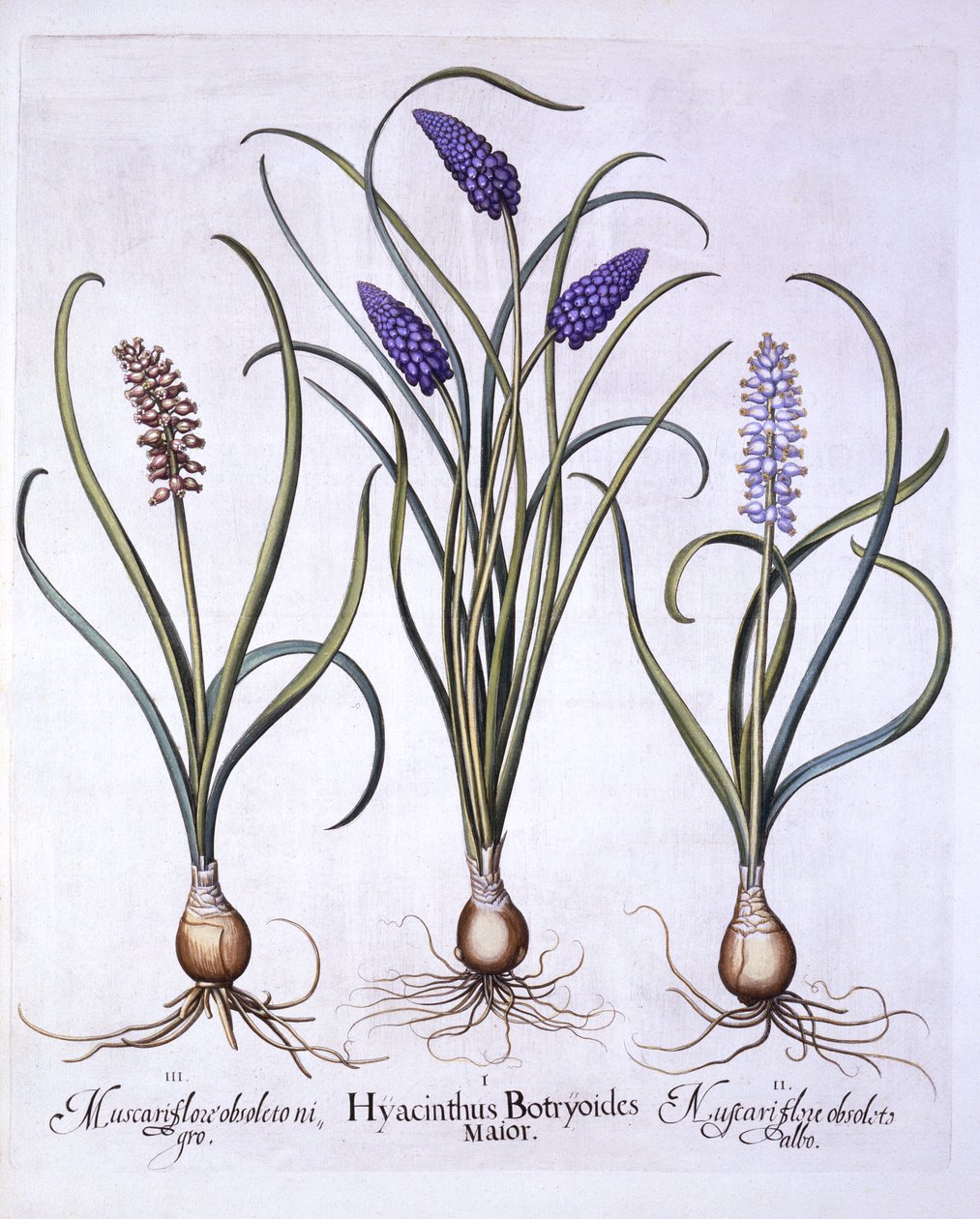 Blauwe Druifjes, uit Hortus Eystettensis, door Basil Besler, 1613 door German School