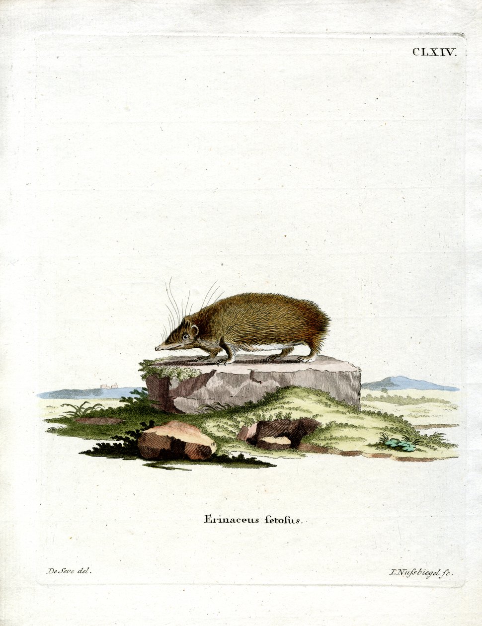 Grote Egeltenrec door German School