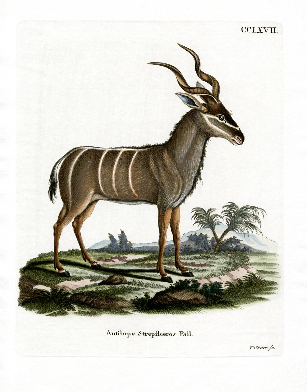 Tekening Van Een Grote Koedoe Grote Koedoe (Tragelaphus Strepsiceros)