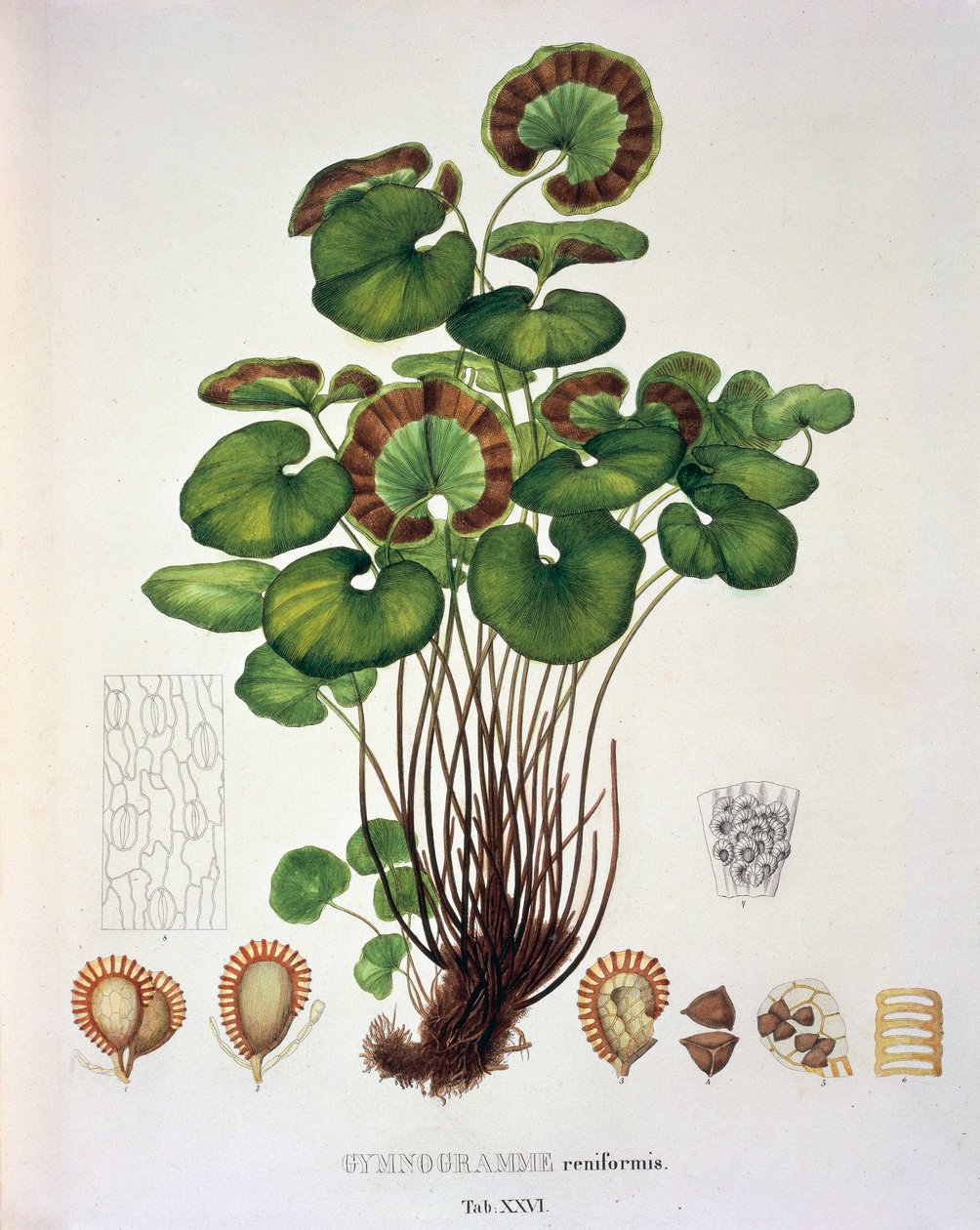 Gymnogramme Reniformis, tafel XXVI uit 