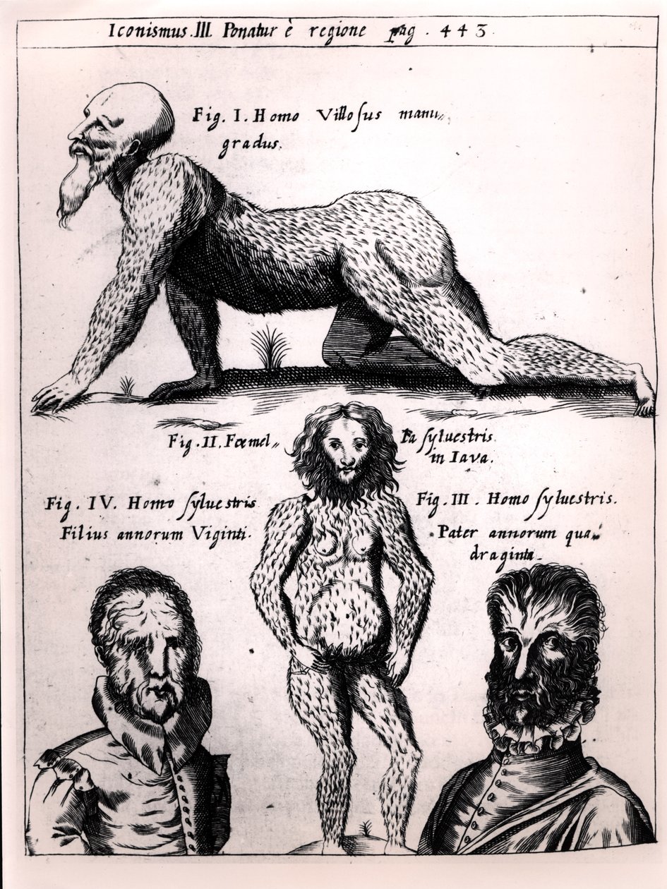 Haarige man en Wilde man, illustratie uit Physica Curiosa door Gaspar Schott (1608-66) door German School