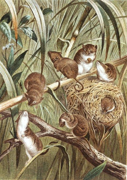 Oogstmuis, plaat uit 
