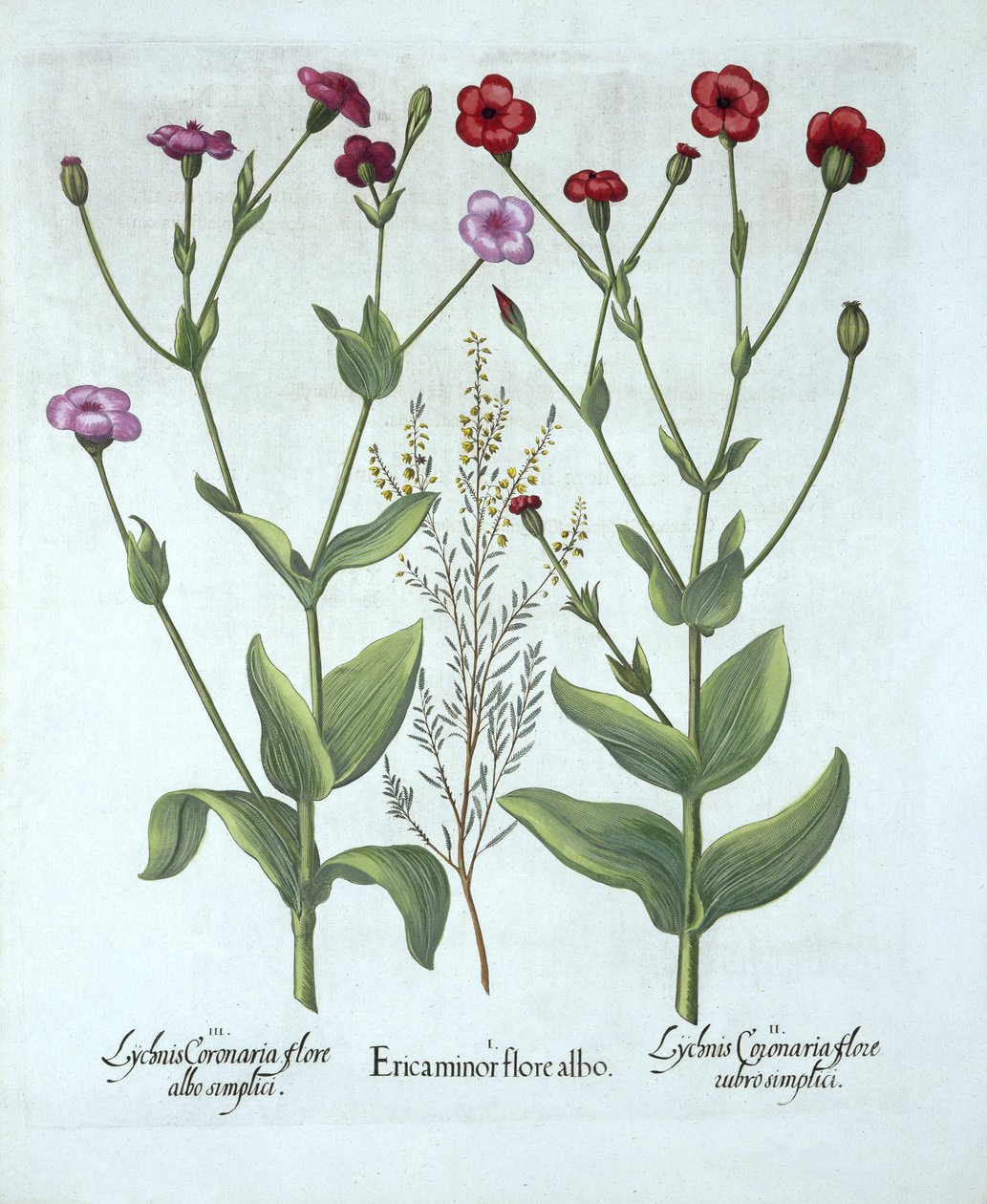 Heide en Twee Soorten Lychnis, uit Hortus Eystettensis, door Basil Besler, gepubliceerd 1613 door German School