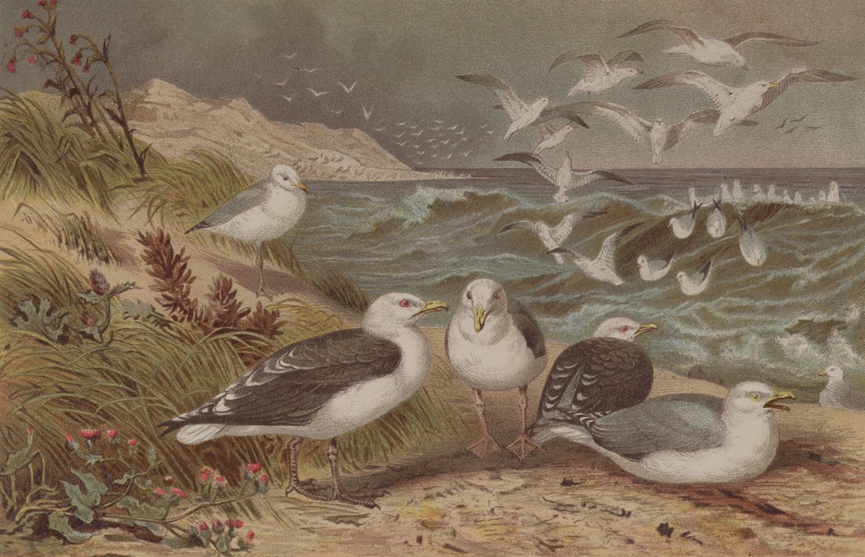 Zilvermeeuw en Grote Mantelmeeuw, plaat uit Brehms Tierleben: Allgemeine Kunde des Tierreichs, vol.6, p.108, gepubliceerd door Bibliographisches Institut, 1892 door German School