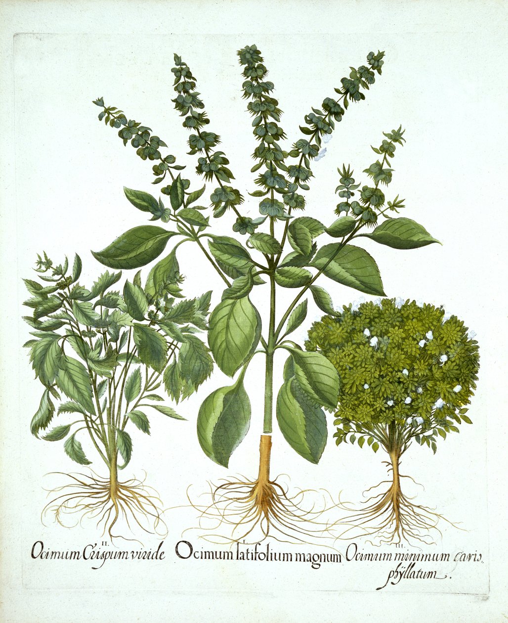 Heilige Basilicum en twee andere soorten basilicum, uit "Hortus Eystettensis", door Basil Besler door German School