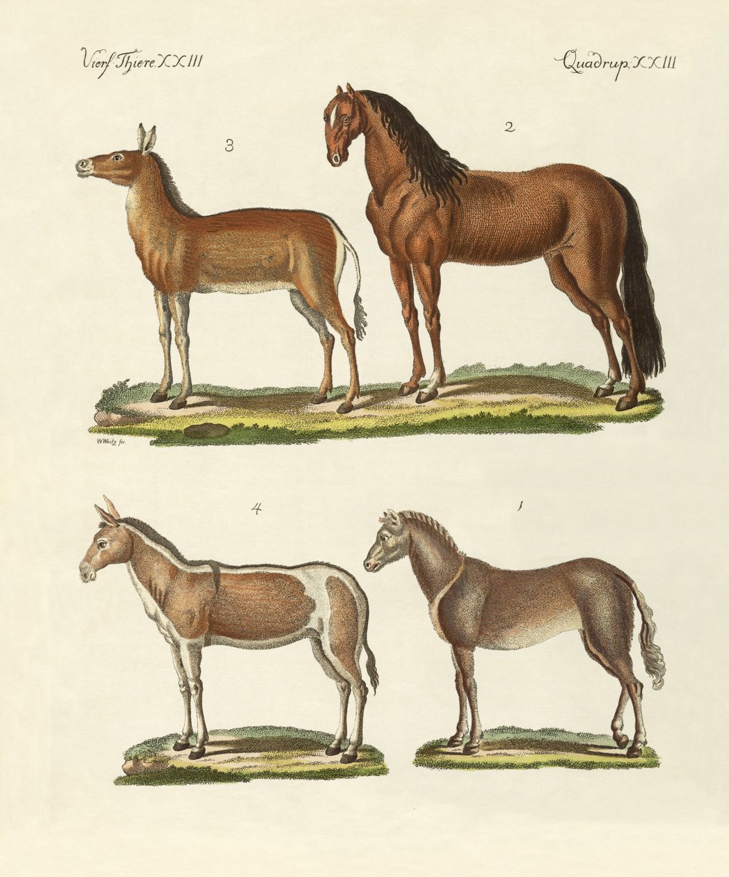 Paarden en ezels door German School