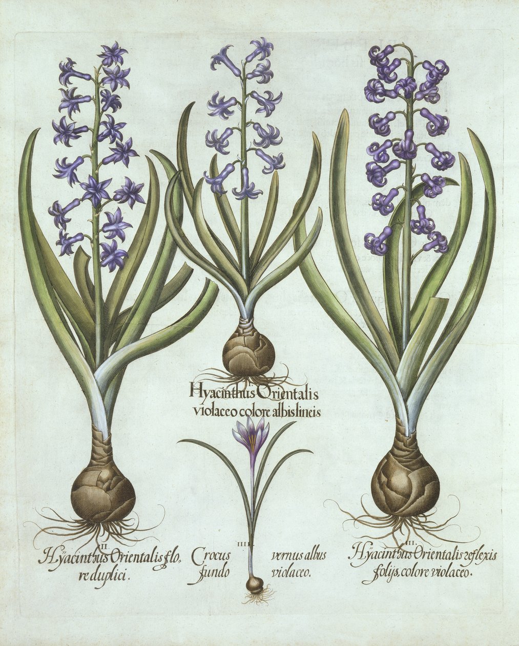 Hyacinten en een Herfstkrokus, uit Hortus Eystettensis, door Basil Besler, gepubliceerd 1613 door German School