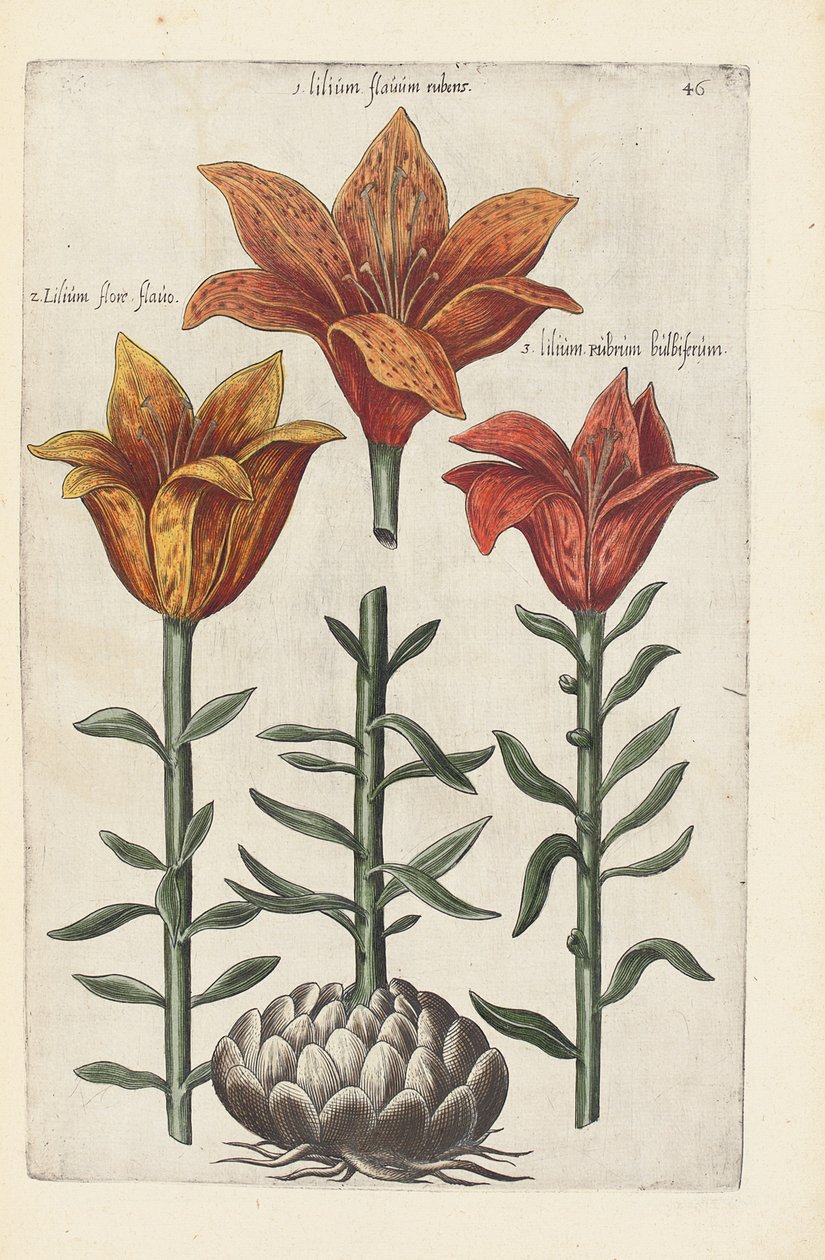 Illustratie uit "Florilegium ... tractans de variis floribus et aliis indicis plantis as vivum delineatum in duabus partis et quatuor linguis concinnatum" door Emanuel Sweert, 1612-14 door German School