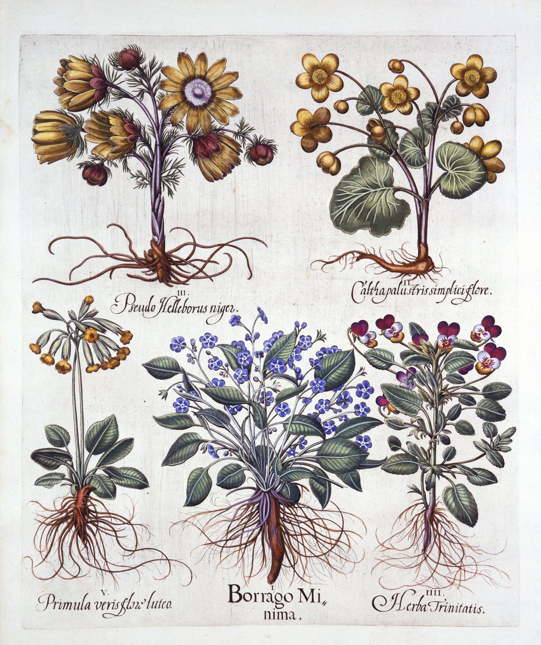 Ipheion Rolf Fiedler Lentester, Dotterbloem, Pseudo Helleborus, Driekleurig Viooltje en Sleutelbloem, uit Hortus Eystettensis, door Basil Besler, 1613 door German School