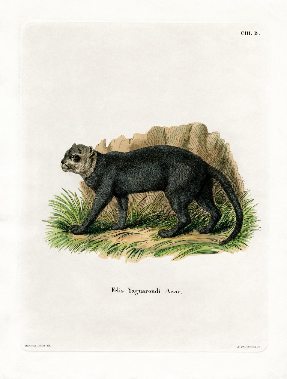 Jaguarundi door German School