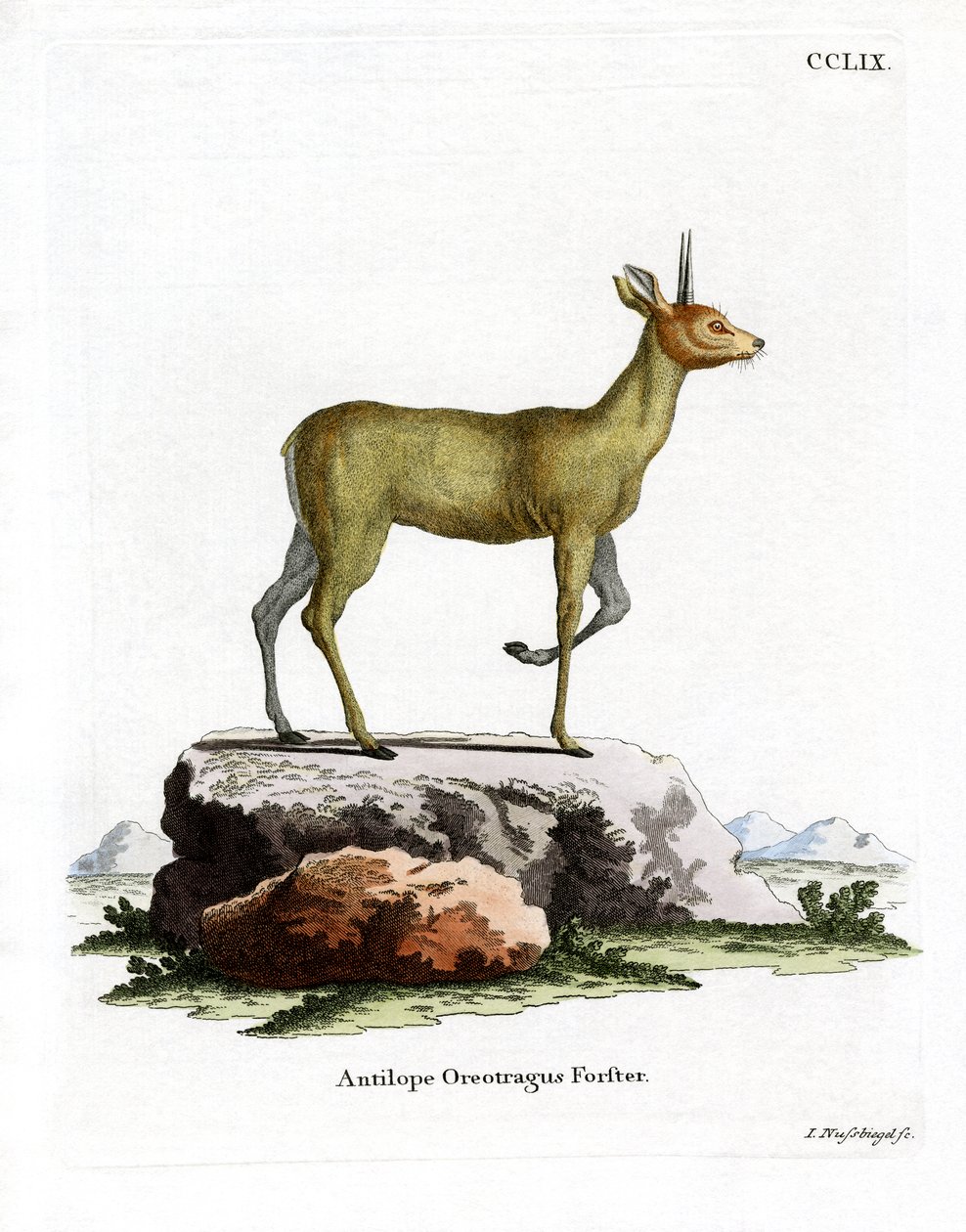 Klipspringer door German School