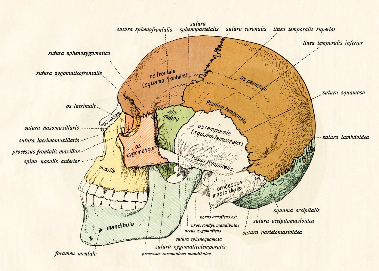 Tekening Van Een Menselijke Schedel 37 Duizend Sketch Human Skull