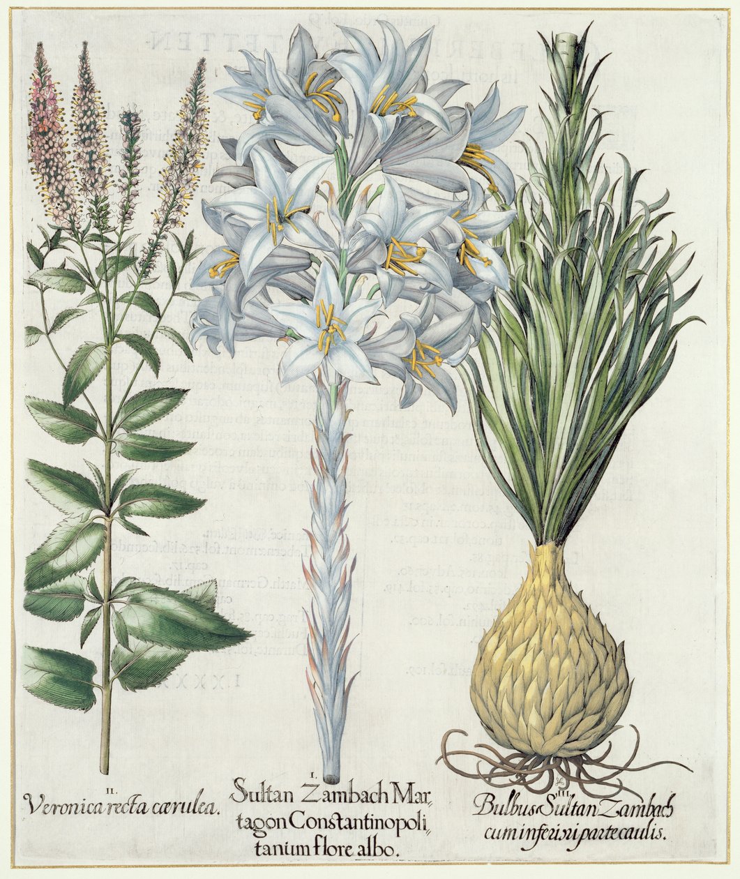 Lelie: 1.Sultan Zambach Martagon Constantinopolitanum flore albo 2.Veronica recta carnlea 3.Bol Sultan Zambach cuminfeunipartecaulis, uit Hortus Eystettensis door Basil Besler (1561-1629), pub. 1613 door German School