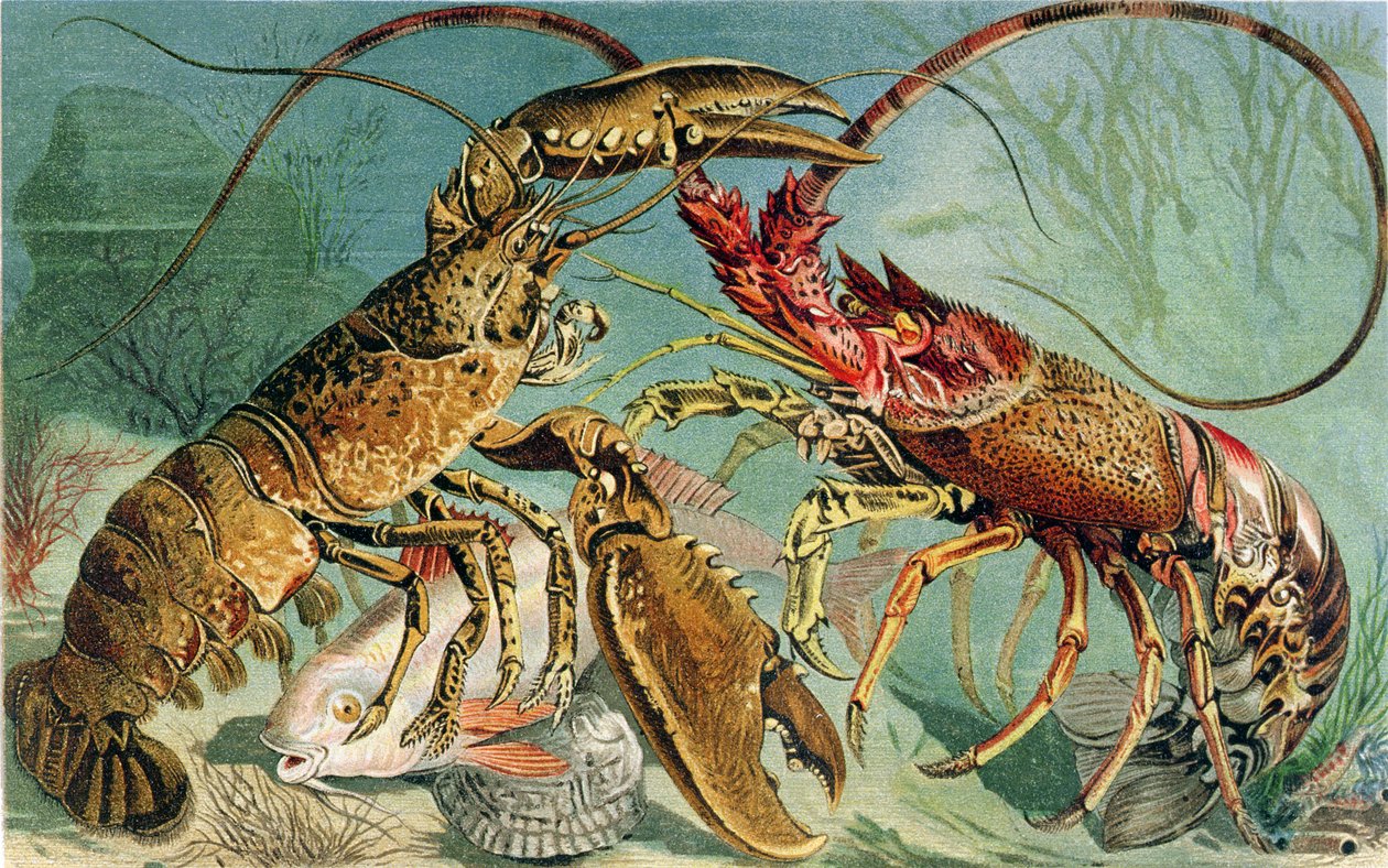 Kreeft en Langoustine, plaat uit Brehms Tierleben: Allgemeine Kunde des Tierreichs, vol.10, p.44, gepubliceerd door Bibliographisches Institut, 1893 door German School