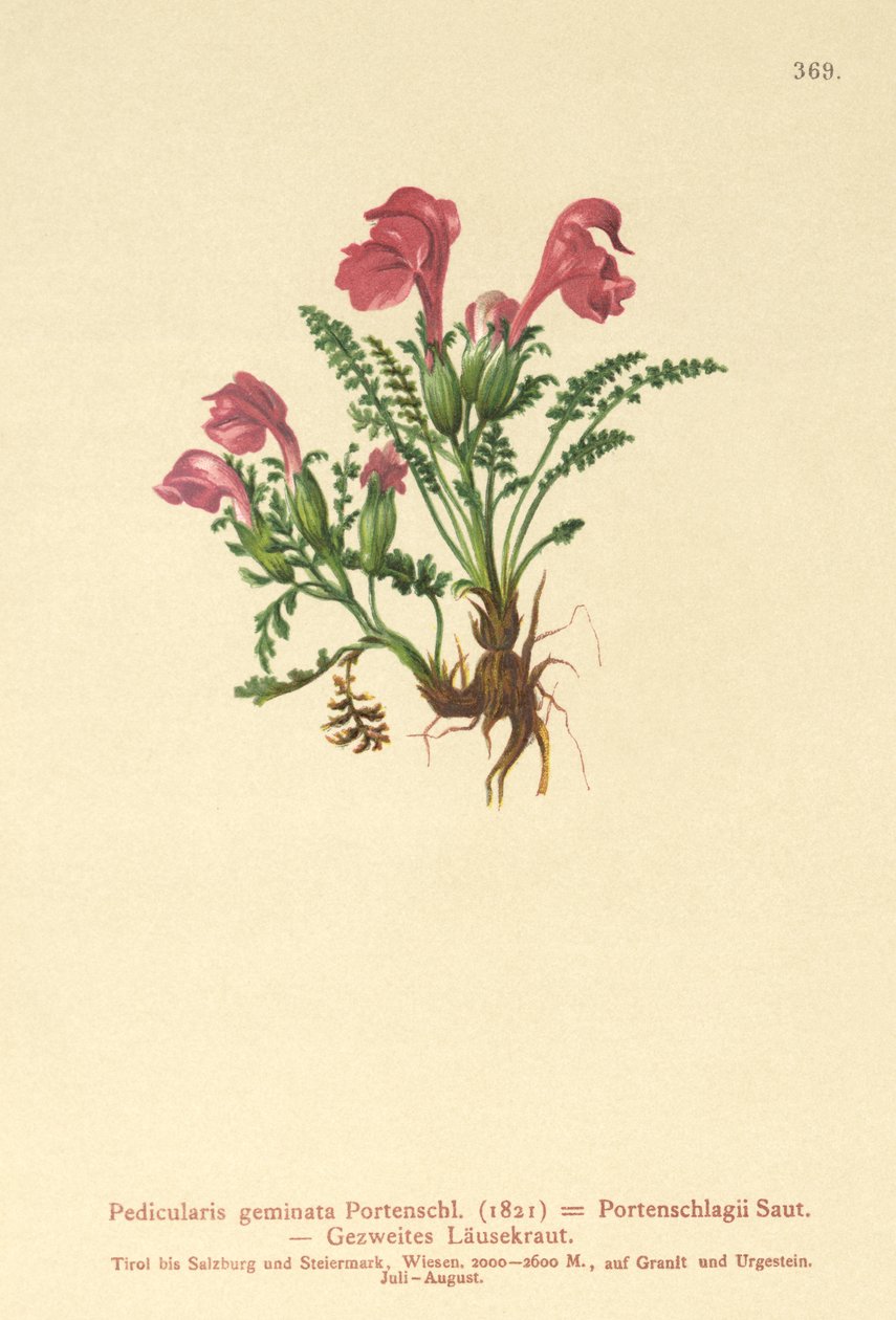 Ratelaar (Pedicularis geminata, Pedicularis Portenschlagii, Pedicularis pumila) door German School