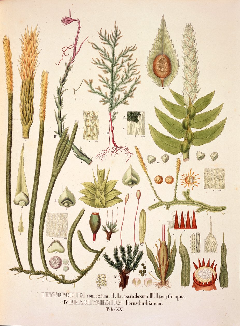 Lycopodium en Brachymenium, tafel XX uit 