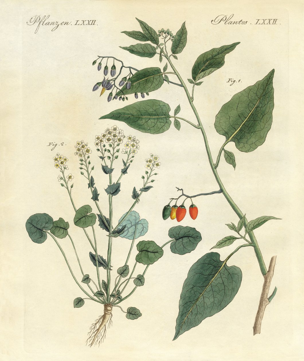 Medicinale planten door German School