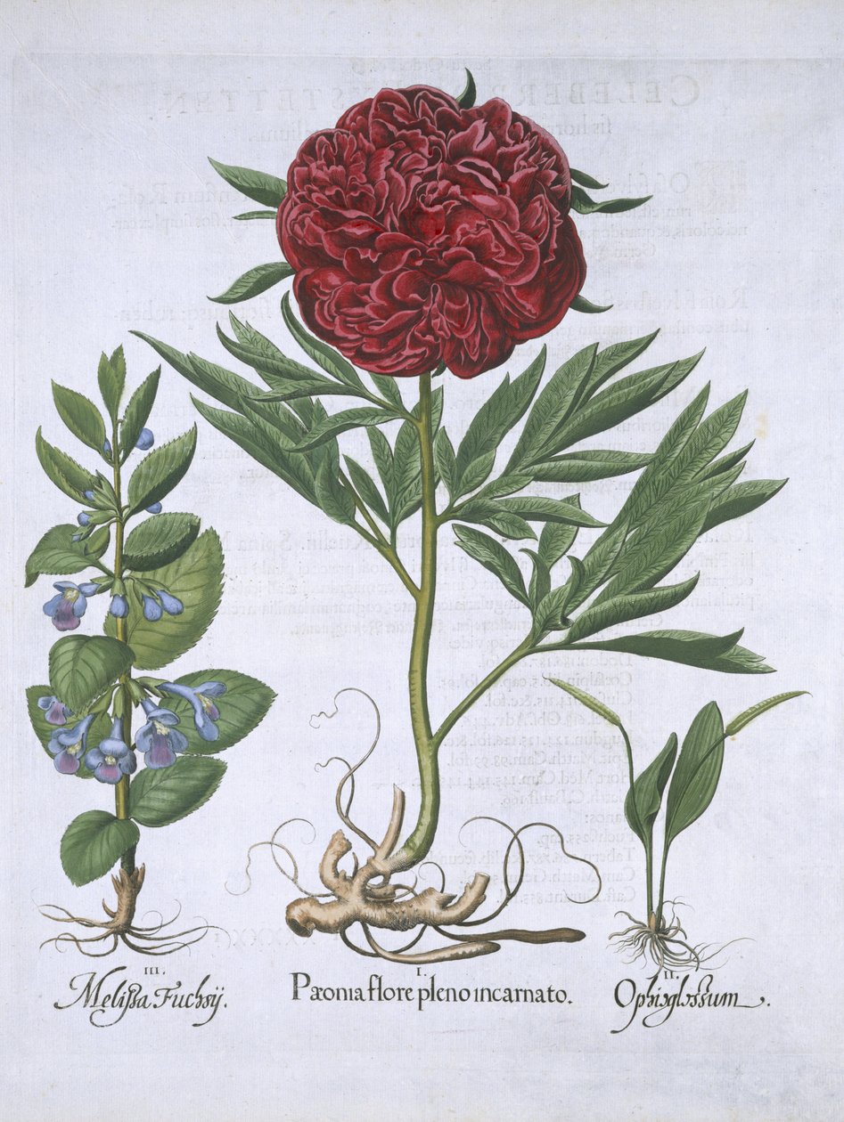 Melissa, Pioen en Odontoglossum uit Hortus Eystettensis door German School