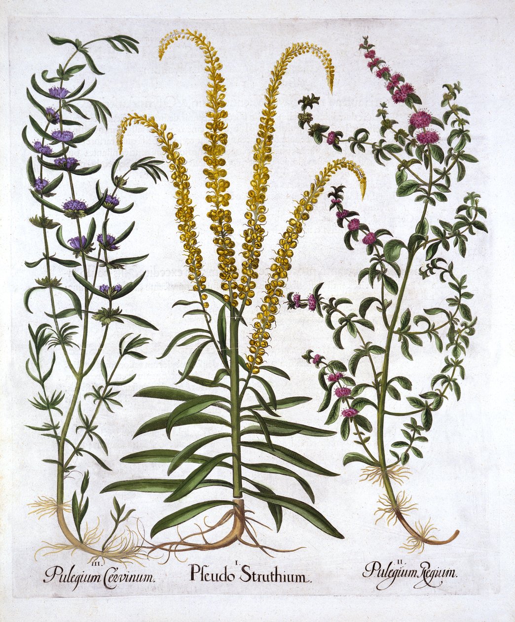 Reseda, Polei en Moerasmunt, uit Hortus Eystettensis, door Basil Besler, 1613 door German School