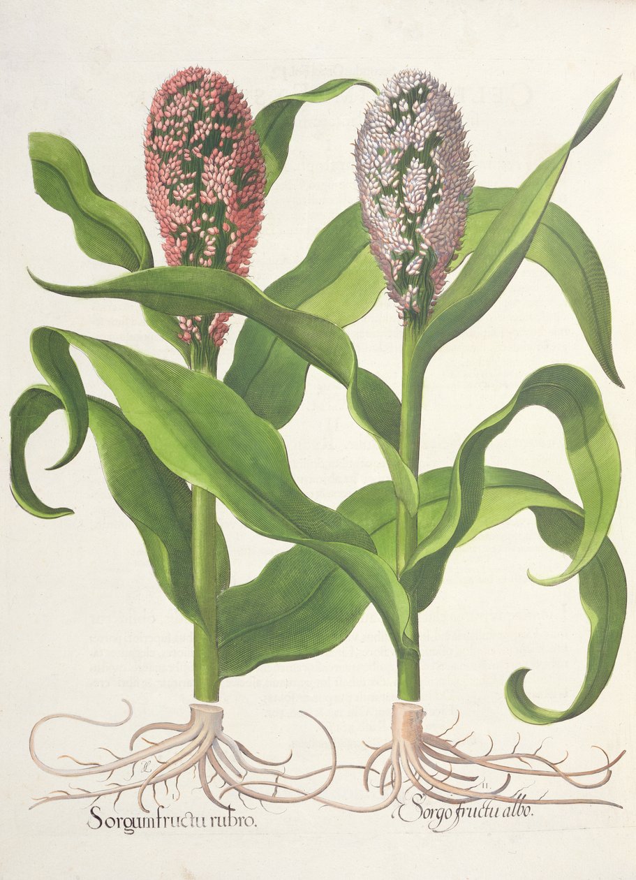 Gierst: 1.Sorgum fructu rubro; 2.Sorgo fructu albo, uit de Hortus Eystettensis door Basil Besler (1561-1629), uitgegeven 1613 door German School