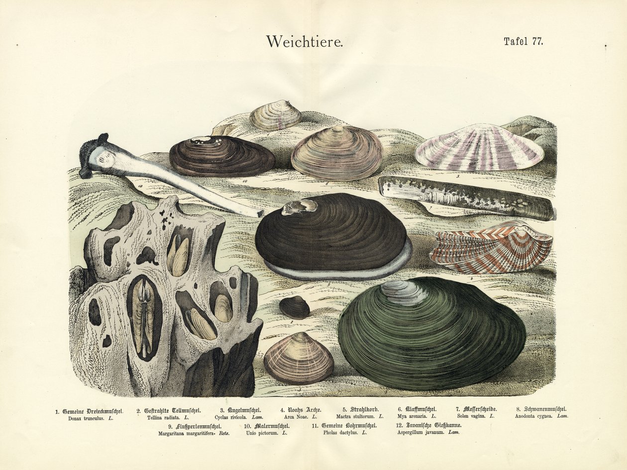 Weekdieren, ca. 1860 (kleurenlitho) door German School
