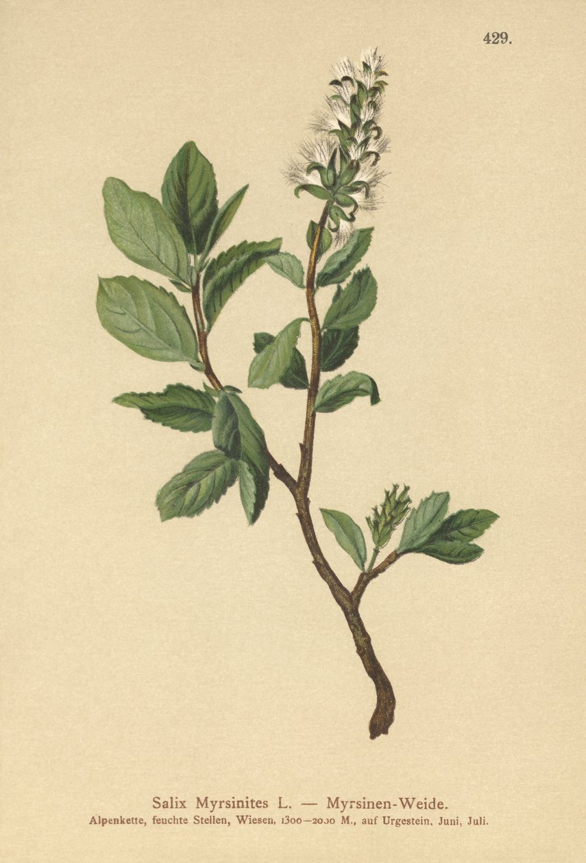 Myrtewilg (Salix Myrsinites) door German School