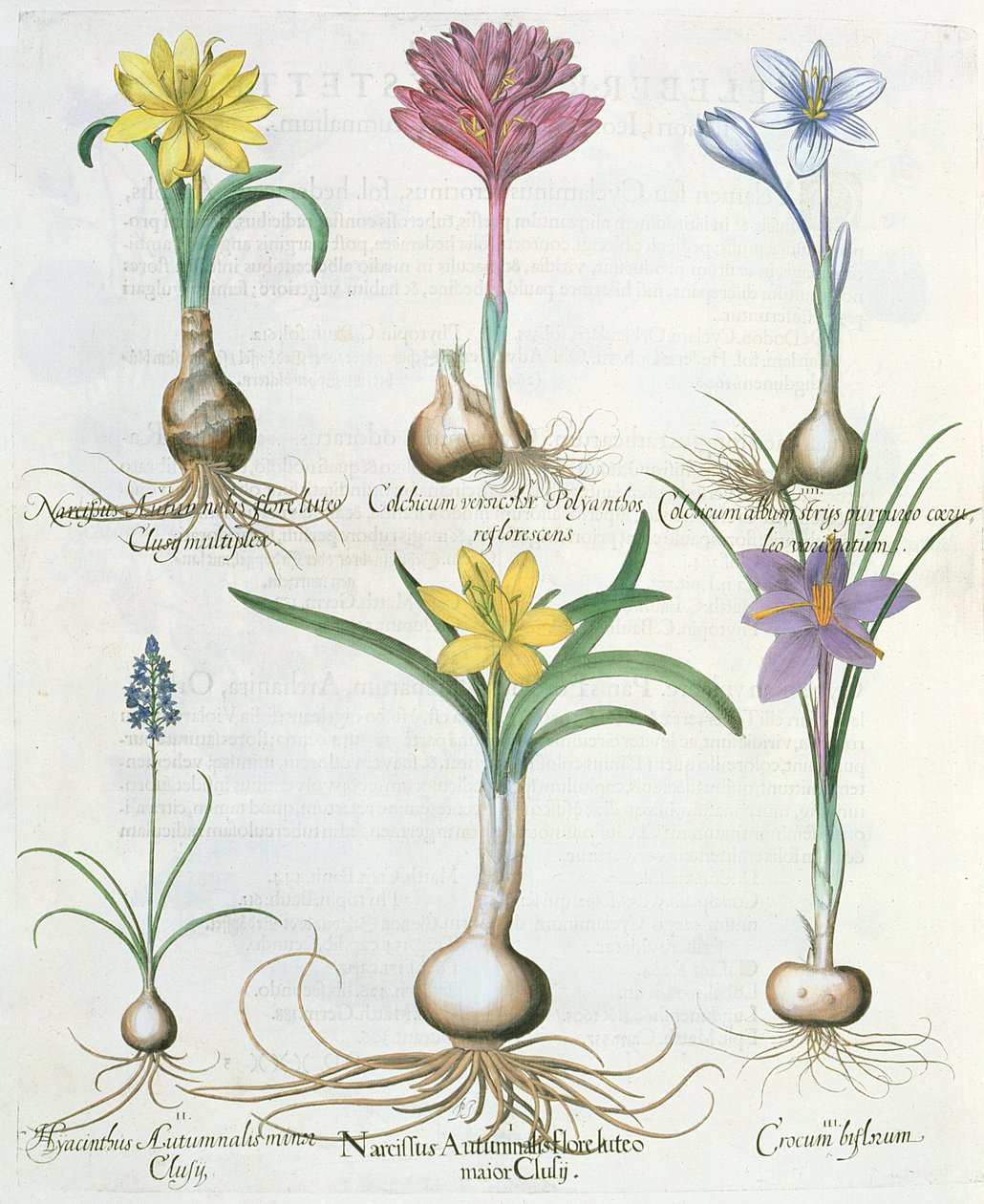 Narcissen, krokussen en hyacint: 1.Narcissus autumnalis; 2.Hyacinthus autumnalis; 3.Crocum biflorum; 4.Colchium album; 5.Colchium versicolor; 6.Narcissus autumnalis, uit de Hortus Eystettensis door Basil Besler door German School