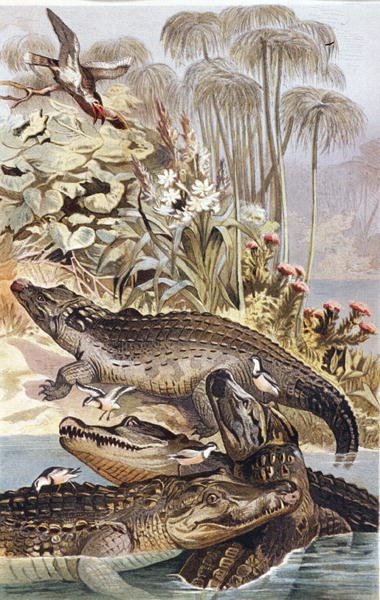 Nijl Krokodil, plaat uit "Brehms Tierleben: Allgemeine Kunde des Tierreichs", vol.7, p.504, uitgegeven door Bibliographisches Institut door German School