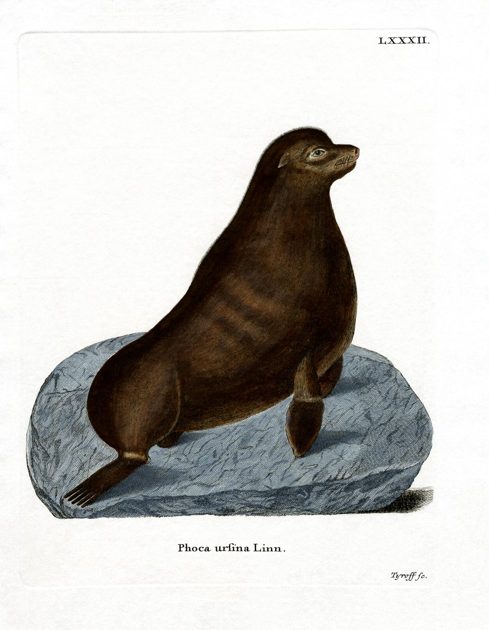 Noordelijke Zeehond door German School