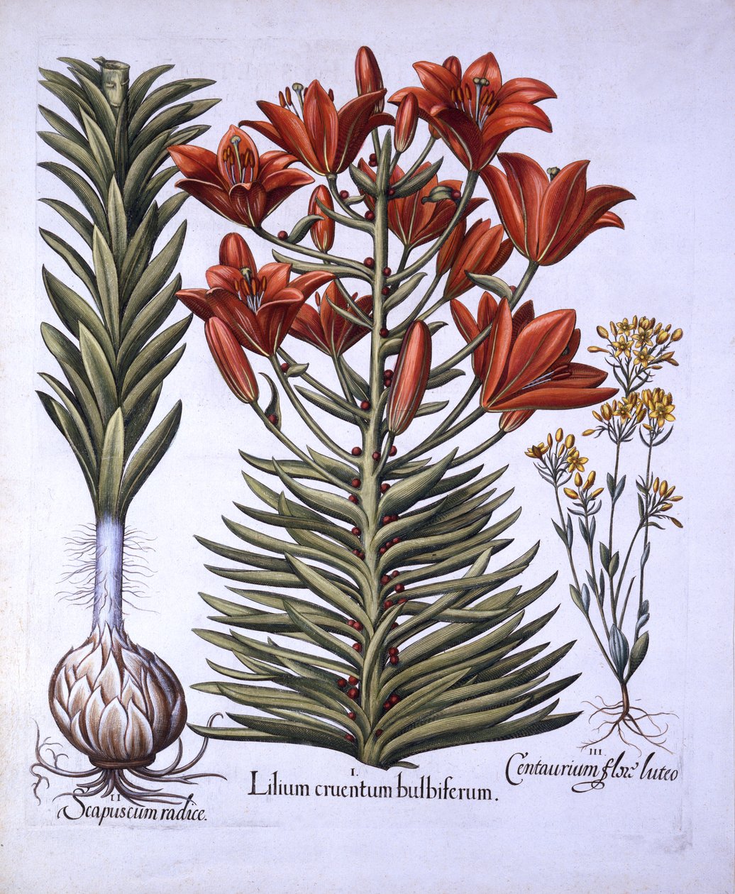 Oranje Lelie met Bolletjes en Bollen, Laatbloeiende Blackstoria, uit Hortus Eystettensis, door Basil Besler, 1613 door German School