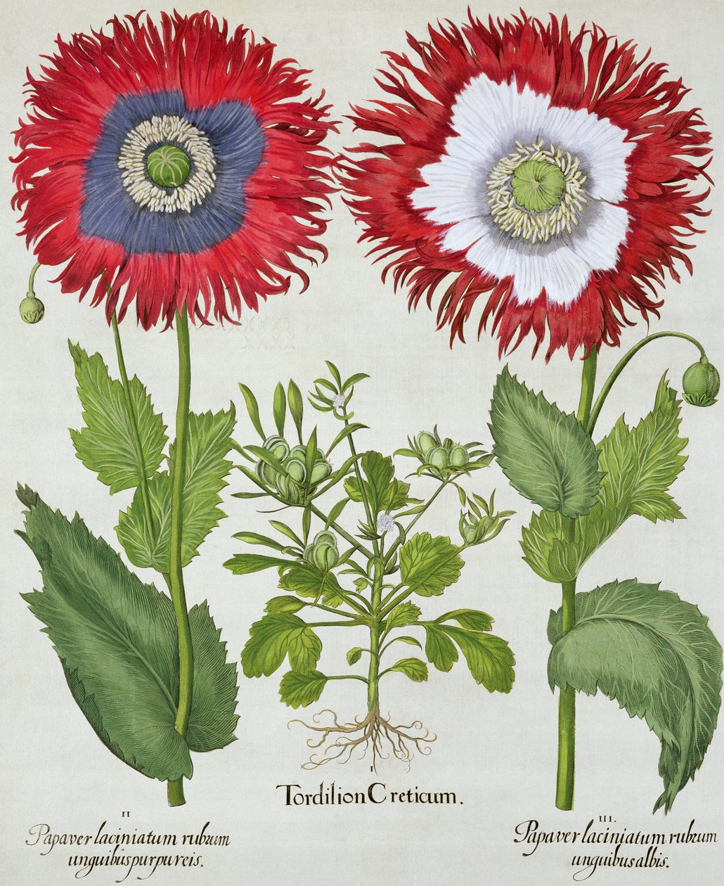 Sierpapavers, uit de Hortus Eystettensis door Basil Besler (1561-1629), pub. 1613 door German School