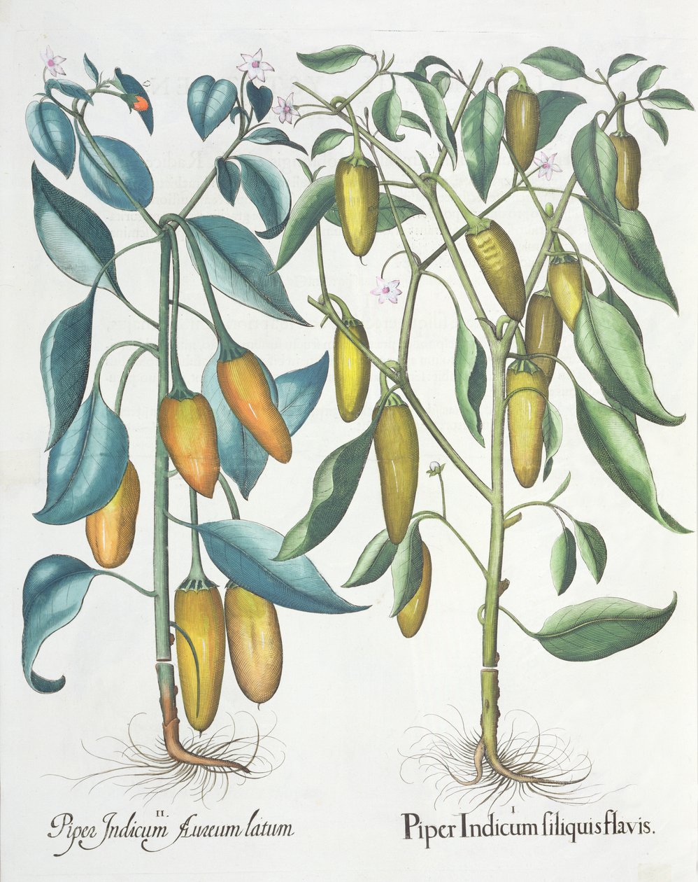 Peper: 1.Piper Indicum filiquis flavis; 2.Piper Indicum aureum latum, uit de Hortus Eystettensis door Basil Besler (1561-1629), uitgegeven 1613 door German School