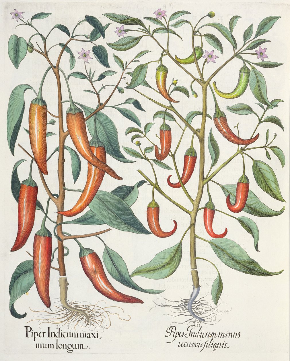 Peper: 1.Piper Indicum maximum longum; 2.Piper Indicum minus recurvis filiquis, uit de Hortus Eystettensis door Basil Besler (1561-1629), uitgegeven 1613 door German School