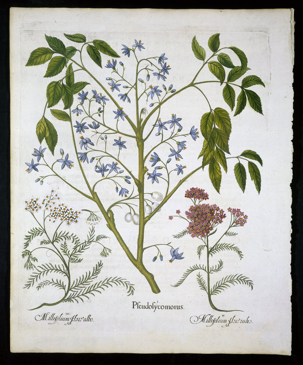 Perzische sering of trots van India, en Achillea Millefolium (soldaten wondkruid) plaat 136 uit Hortus Eystettensis door Basil Besler (1561-1629) gepubliceerd in 1613 door German School