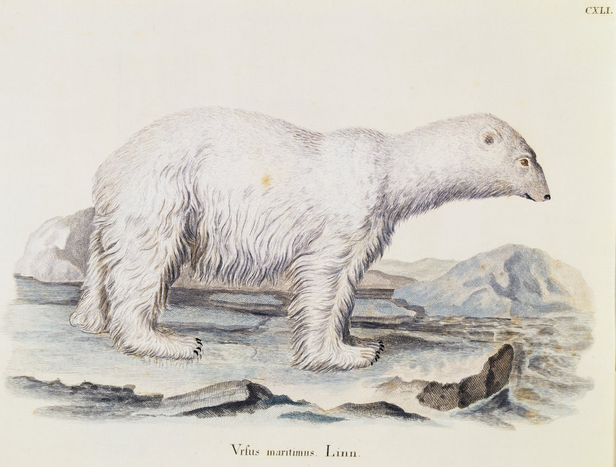 IJsbeer (Ursus maritimus), uit Zoogdieren geïllustreerd uit de natuur met beschrijvingen, door Johann Christian Daniel von Schreber (1739-1810), gravure door IC Bock naar tekening van Marechal, volume 3, tafel 141, Duitsland door German School