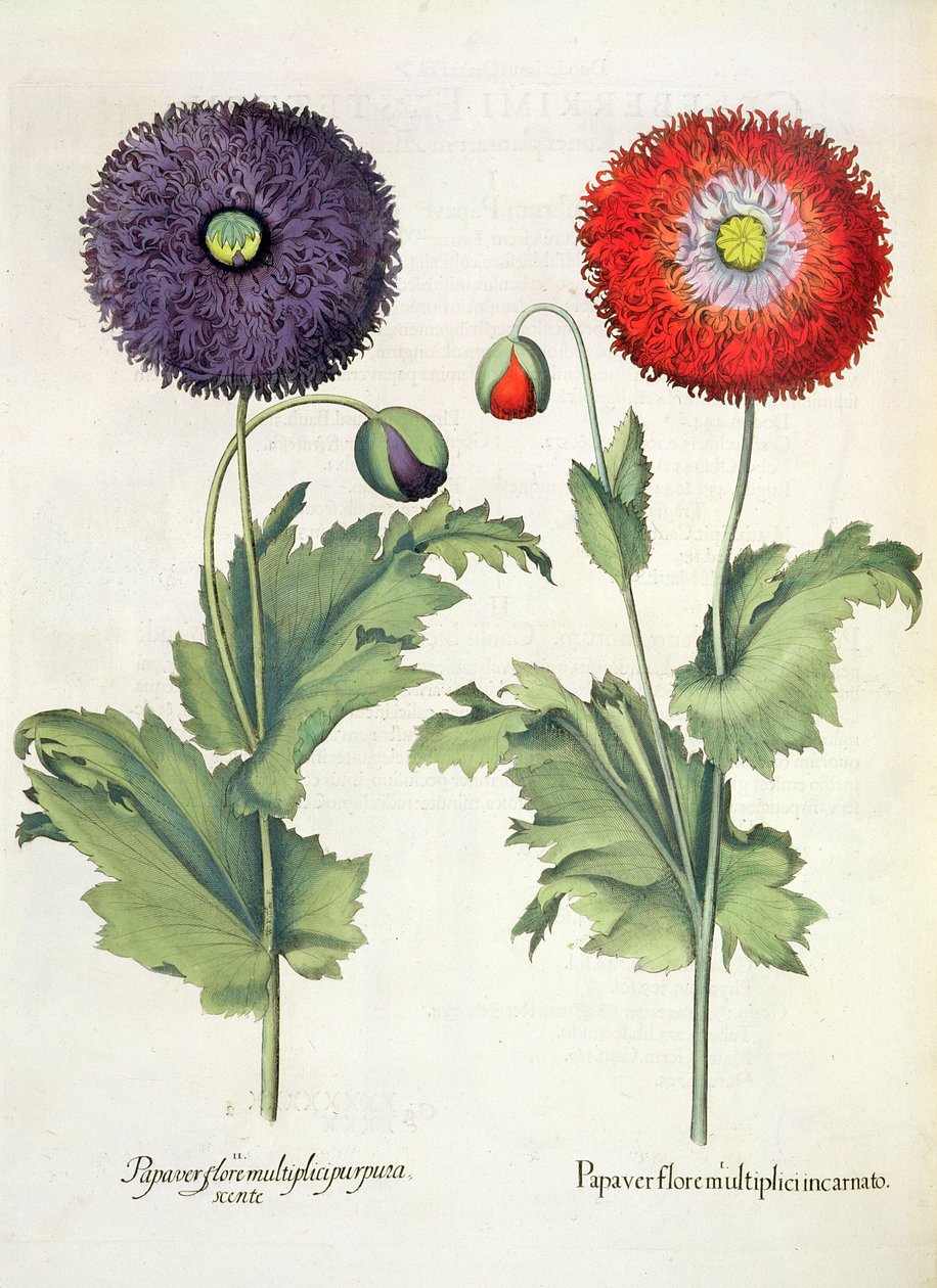 Klaprozen: 1.Papaver flore multiplici incarnato; 2.Papaver flore multiplici purpurascente, uit de Hortus Eystettensis door Basil Besler (1561-1629), uitgegeven 1613 door German School