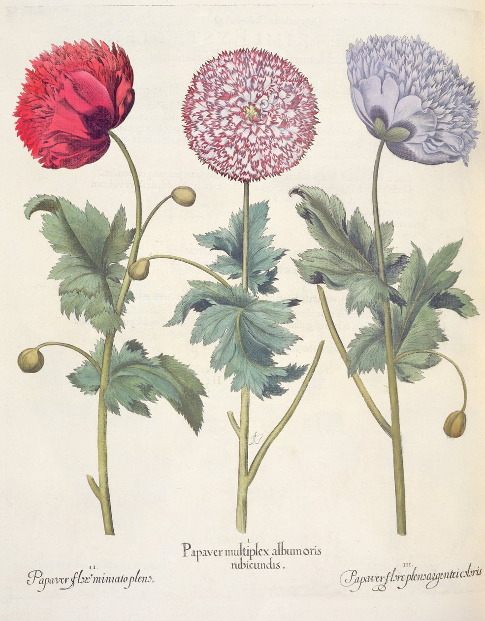 Klaprozen: 1.Papaver multiplex albumoris rubicundis; 2.Papaver flore miniato plens; 3.Papaver flore plensargentei coloris, uit de Hortus Eystettensis door Basil Besler (1561-1629), uitgegeven 1613 door German School