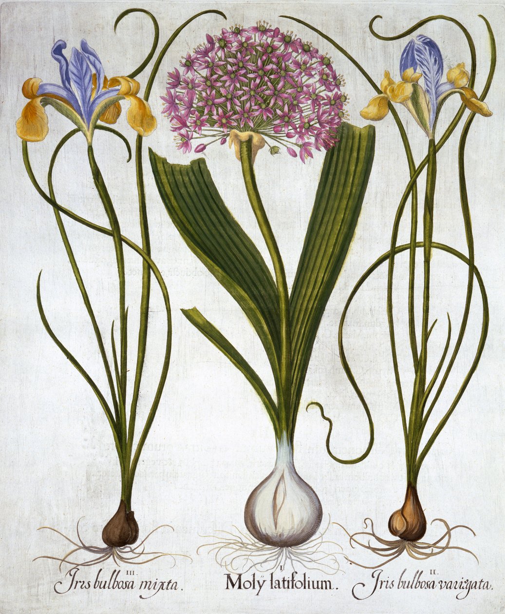 Paarse Sensatie en Spaanse Irissen, uit Hortus Eystettensis, door Basil Besler, 1613 door German School